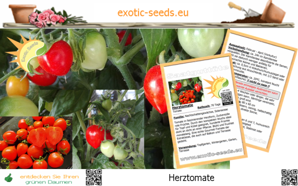 Tomate * Herztomate rot * 20 Samen